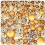 Псилоцибиновые (галлюциногенные)  грибы Psilocybin "Golden Teacher" в Горбатове