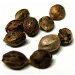 Семена марихуаны АК-47  (Seeds AK-47) в Горбатове